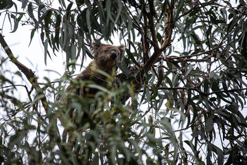 Koala at Kennett River