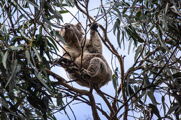 Fototapeta premium Koala at Kennett River