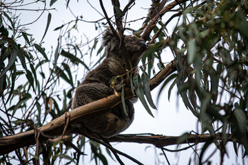 Koala at Kennett River