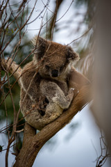 Koala at Kennett River