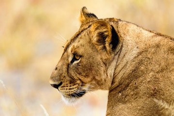Fototapeta na wymiar Head of a Lioness (Panthera leo) in the Tarangire National Park