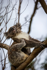 Koala at Kennett River