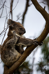 Koala at Kennett River