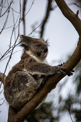 Koala at Kennett River