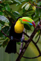 Ramphastos sulfuratus, Keel-billed toucan The bird is perched on the branch in nice wildlife natural environment of Costa Rica