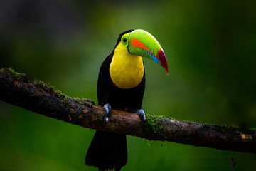 Ramphastos sulfuratus, Keel-billed toucan The bird is perched on the branch in nice wildlife natural environment of Costa Rica