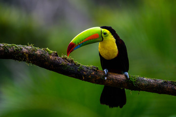 Ramphastos sulfuratus, Keel-billed toucan The bird is perched on the branch in nice wildlife natural environment of Costa Rica