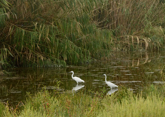Little egrets searching for food in the river near reeds