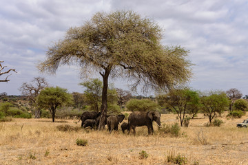Naklejka premium A group of African elephants (Loxodonta africana) under a tree in the african savanna