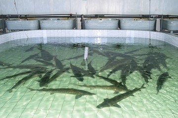 Broodstock of Amur sturgeon ( Acipenser schrenckii ) for artificial breeding on the fish hatchery....