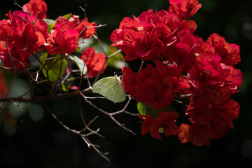 A yellow butterfly (White angled-sulphur) feeding on deep red bougainvillea flowers. Happy Spring colors scene.  Positive concept.
