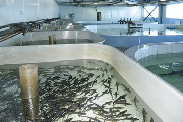 Amur sturgeon (Acipenser schrenckii) fingerlings in the hatchery incubator. Khabarovsk Krai, far East, Russia.