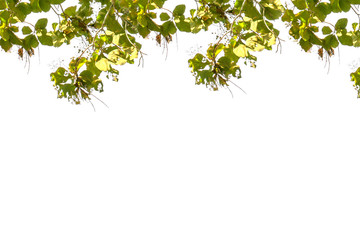 green leaves on white background and copy space