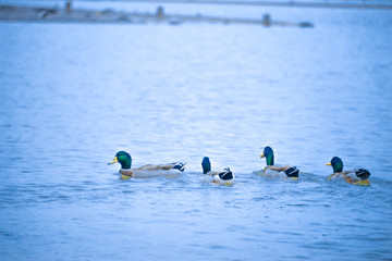 Mallard Duck ( Anas platyrhynchos ) swimming in the lake, Guzhen town of Zhongshan, Guangdong, China.