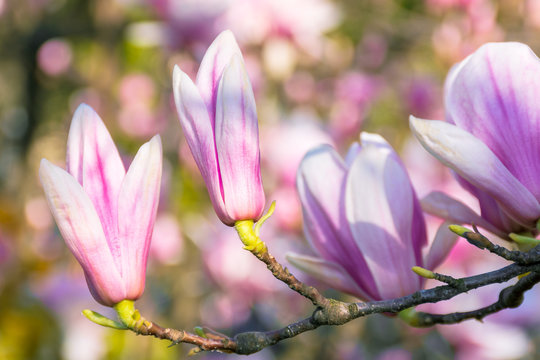 blossom of magnolia tree. beautiful pink flowers on the branches in sunlight. wonderful spring nature background