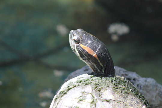 Tortuga orejas rojas