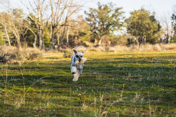 Gray miniature schnauzer running happily through the meadow