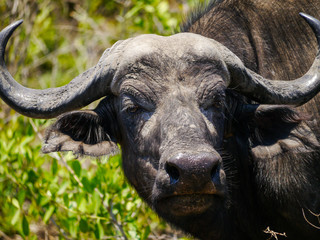 Close-up of male Cape buffulo (Syncerus caffer) looking interested into the camera in Kruger Nationalpark