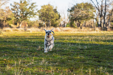 Gray miniature schnauzer running happily through the meadow