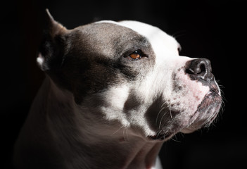 An American Staffordshire Terrier looks up into a morning sunbeam with a royal presidential look on his face