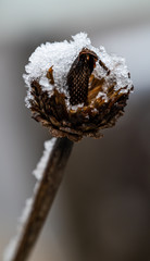 Sleet and snow accumulate on plants and tree branches during winter storm weather