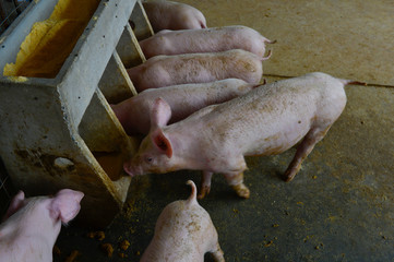 Pigs on the farm, fattening