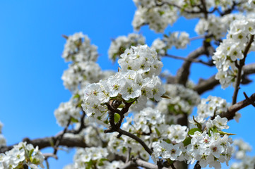 Obraz premium Pear flower in full bloom in spring