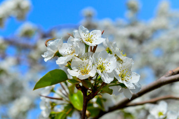 Pear flower in full bloom in spring