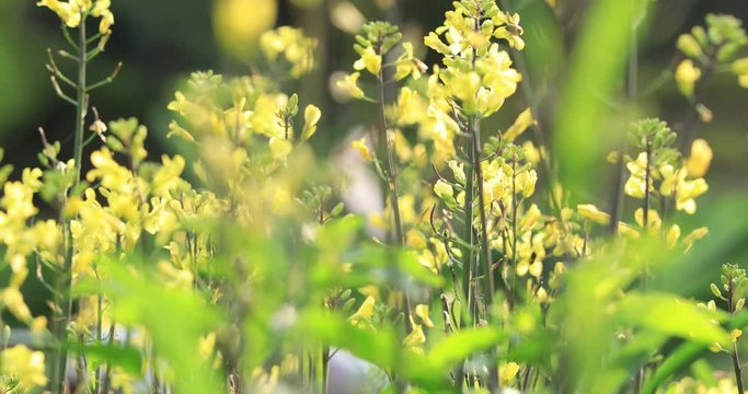 Flowering kale plants in growth at spring vegetable garden