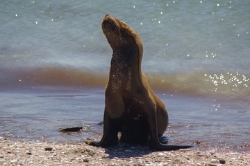 lobo marino en la costa de playa de la patagonia argentina