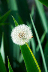 Close up of Dandelion (Taraxacum officinale) with green natural background