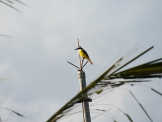 beautiful bird of the Bem-Te-Vi species on top of the railing