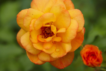 Blurred natural floral background. In the center of the frame is an orange rose on a green background. Top view on the texture of a yellow rose flower with dew drops. Close-up, free space.