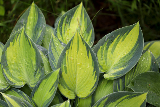 Blurry natural floral background. Green with yellow leaves hosta after rain in the garden. Beautiful corrugated wet green leaves. Textured natural green background. Close-up, cropped shot, horizontal.