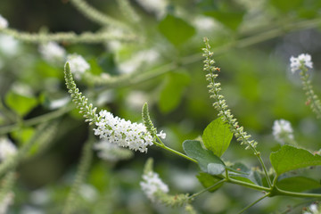 Beautiful white Aloysia Virgata flower
