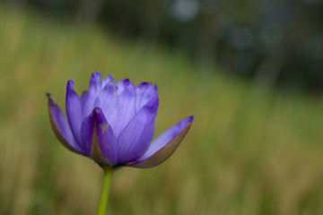 Purple lotus flower with blur background