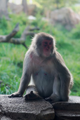 Fototapeta premium monkey 