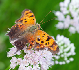 broken butterfly on flower