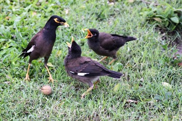 Bird feeding chicks