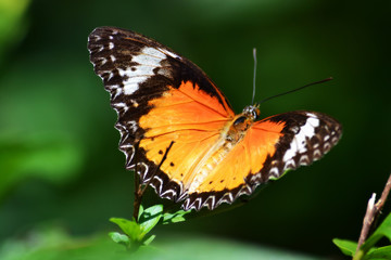 Butterfly with wide orange wings
