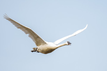 A Trumpeter Swan Bugles while Flying Past in a Pale Blue Sky