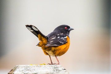 A Brightly Colored Spotted Towhee Looking Annoyed