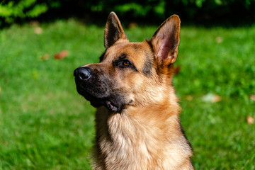 German shepherd dog, training activities 