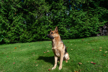 German shepherd dog, training activities 