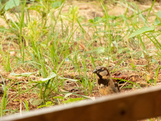 enjoying the sunny day to photograph sparrows