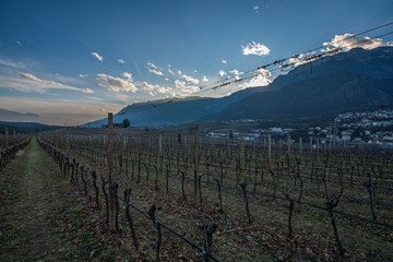 Fototapeta na wymiar Vineyards, apple and grape orchards in Eppan an der Weinstrasse in northern Italy, south Tyrol.
