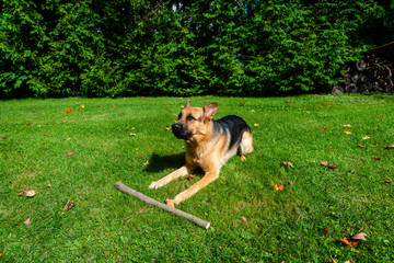 German shepherd dog, training activities 