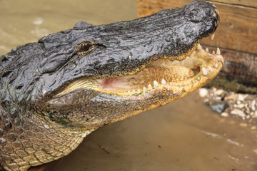 Alligator in the water 