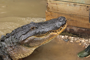 Alligator in the water 