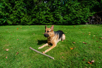 German shepherd dog, training activities 